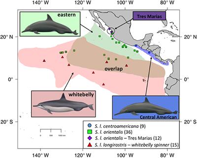 Using Genome-Wide SNPs to Detect Structure in High-Diversity and Low-Divergence Populations of Severely Impacted Eastern Tropical Pacific Spinner (Stenella longirostris) and Pantropical Spotted Dolphins (S. attenuata)